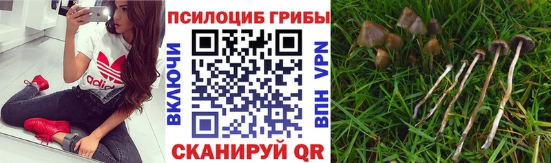 купить  сайты  Бутурлиновка  Галлюциногенные грибы MAGIC MUSHROOMS 